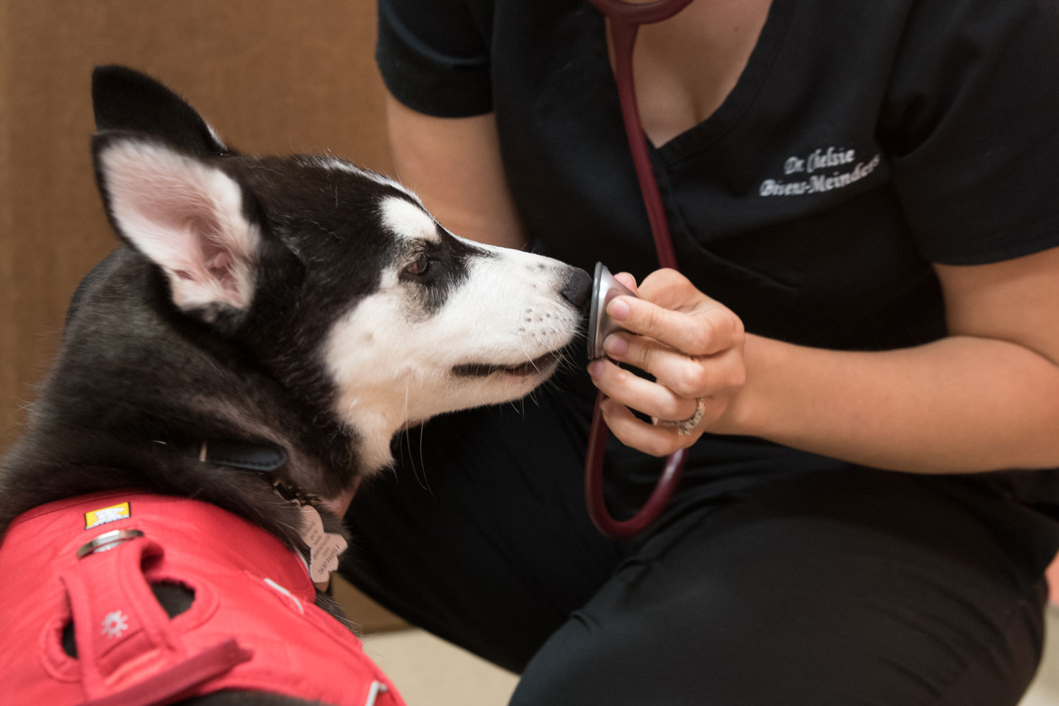A veterinarian examining a dog at My Best Friend Veterinary Center